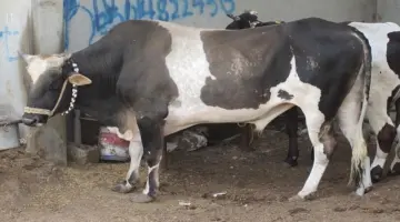 أسعار الأضاحي 2026 في مصر.. وتوقيت أول أيام عيد الأضحى